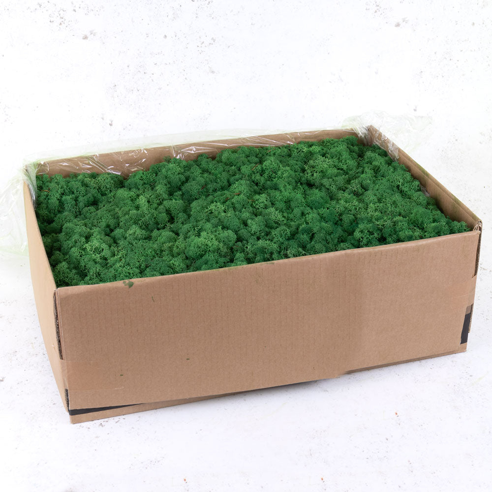 Icelandic Moss, Grass Green, 5kg