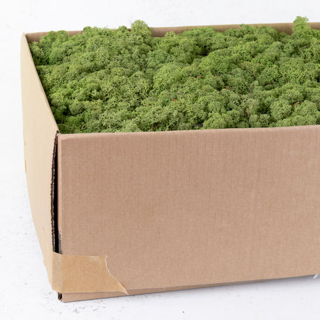 Icelandic Moss, Medium Green, 5kg