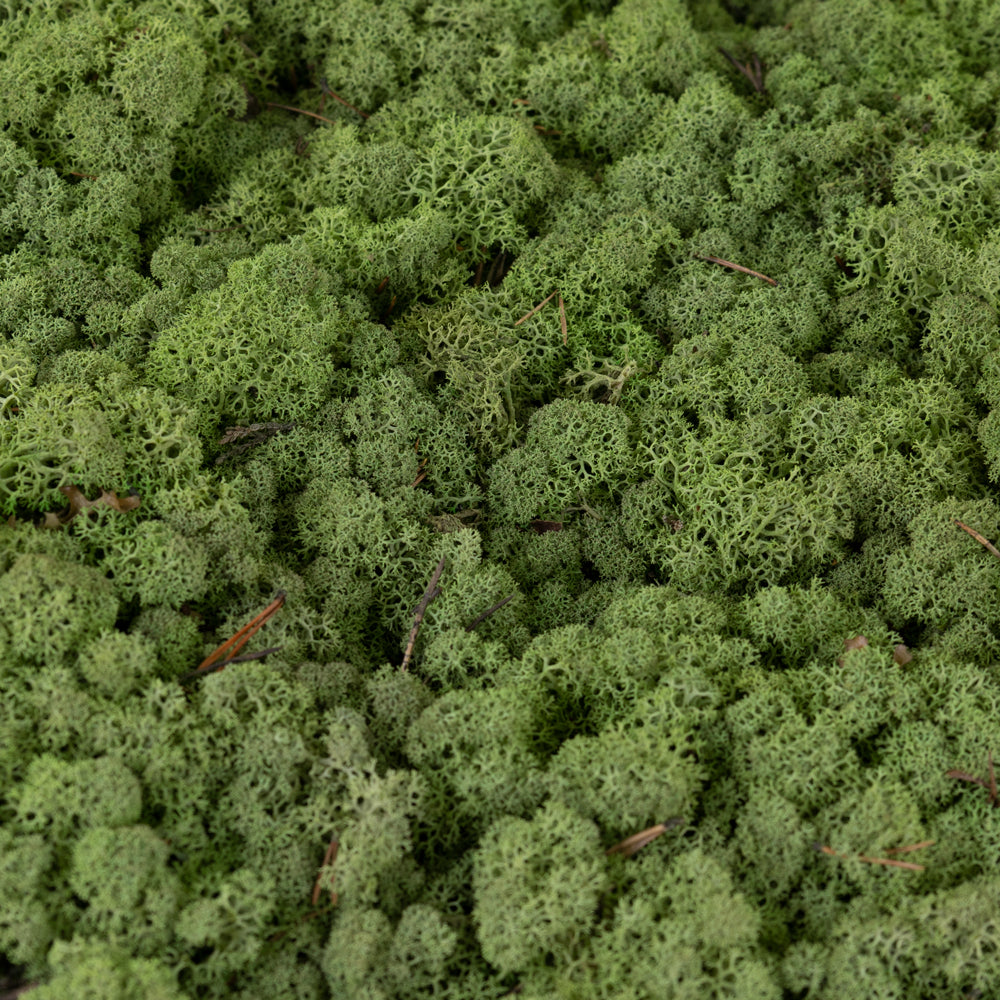 Icelandic Moss, Medium Green, 5kg