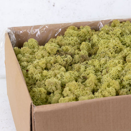 Icelandic Moss, Old Green, 5kg