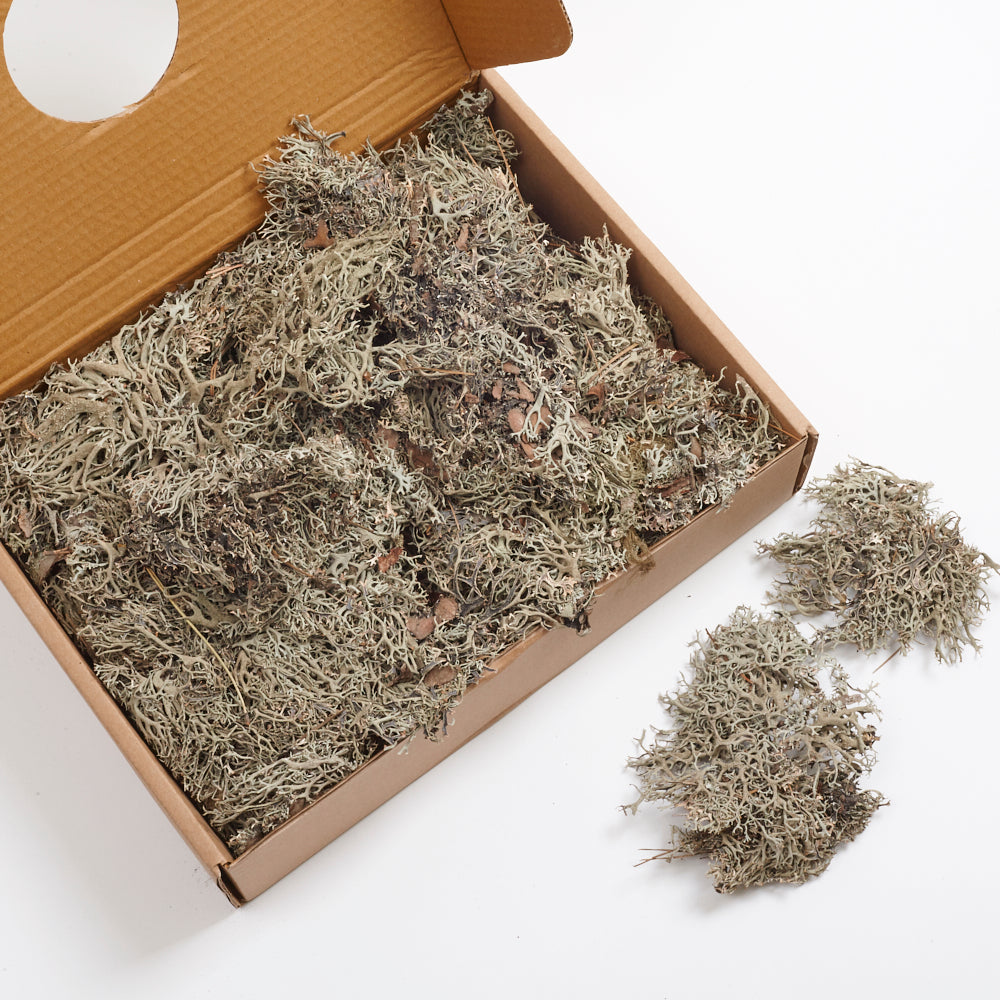 Moss, Lychen, Natural, 500g