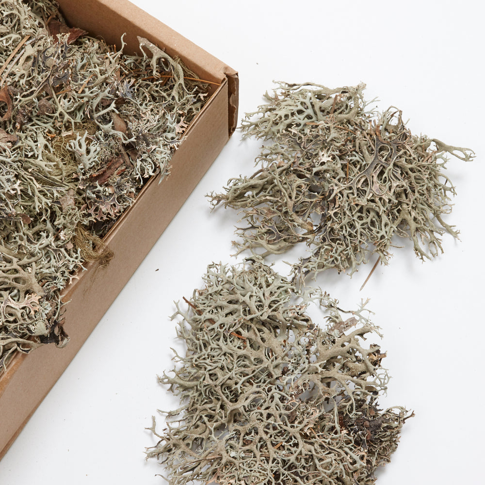 Moss, Lychen, Natural, 500g