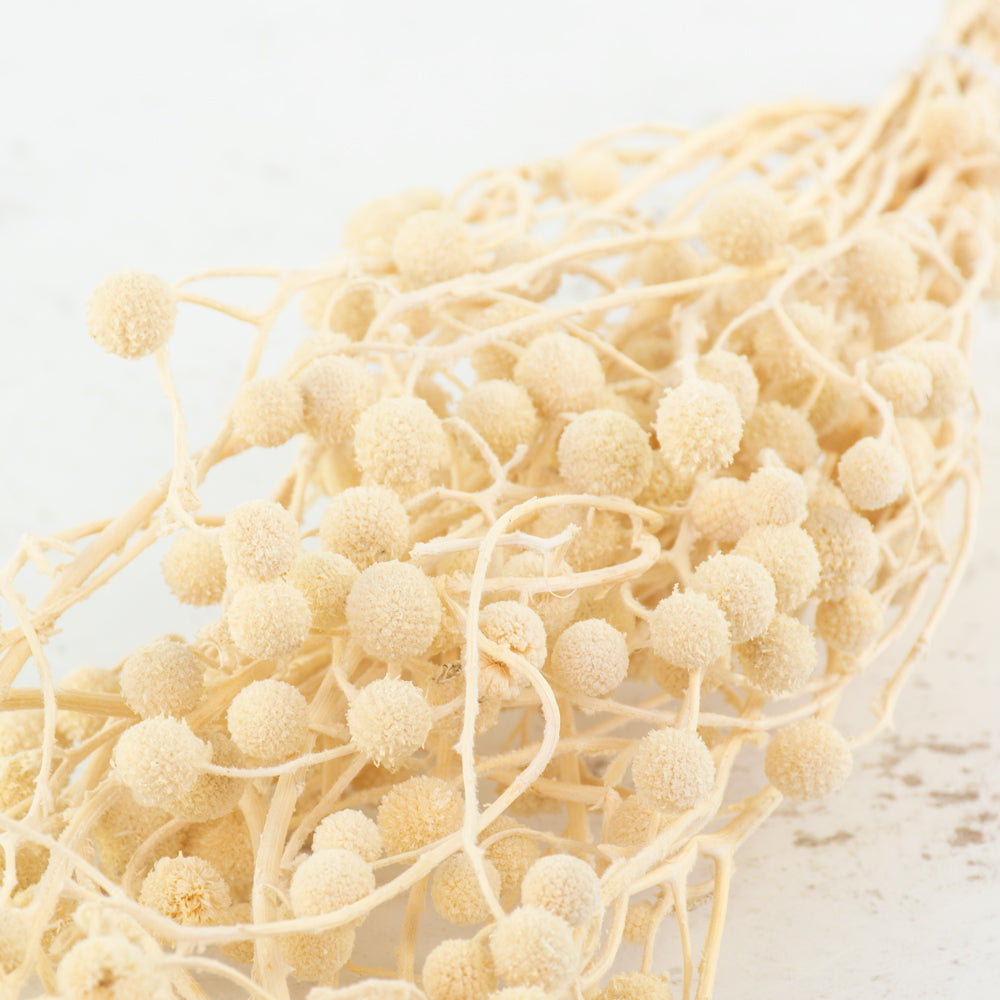 Sago, Dried, Natural White, Bunch