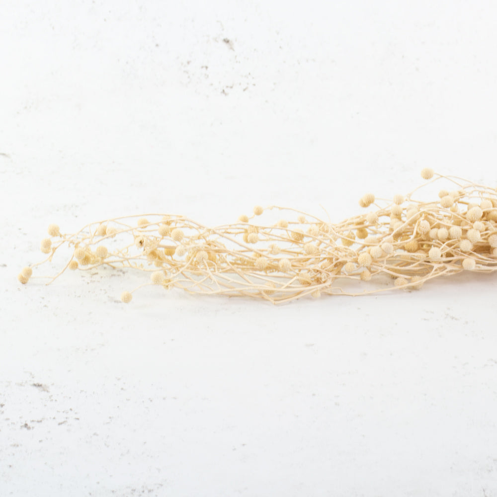 Sago, Dried, Natural White, Bunch