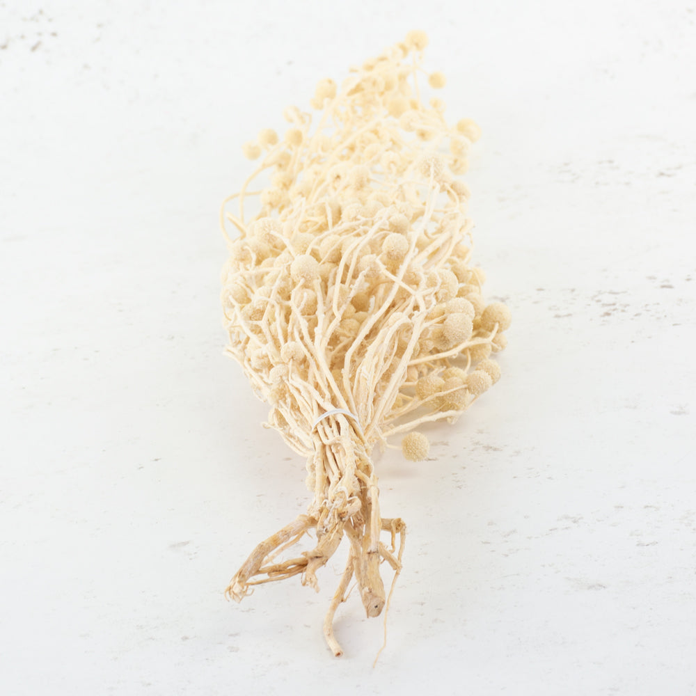 Sago, Dried, Natural White, Bunch