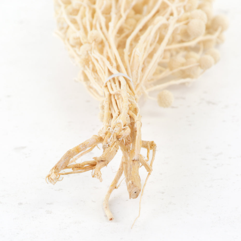 Sago, Dried, Natural White, Bunch