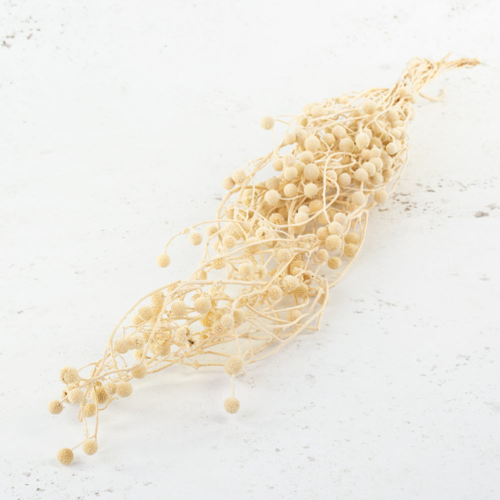 Sago, Dried, Natural White, Bunch