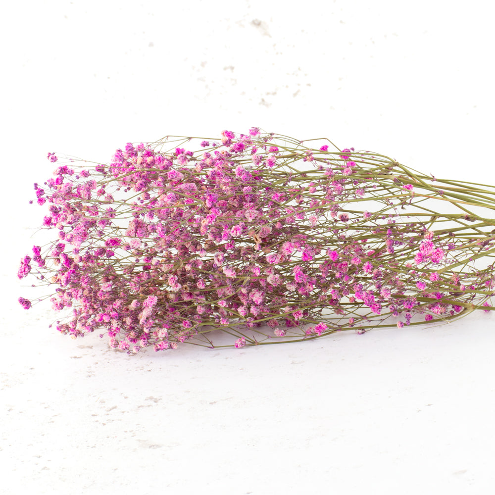 Gypsophila, Dried, Cerise, 5 Stem Bunch
