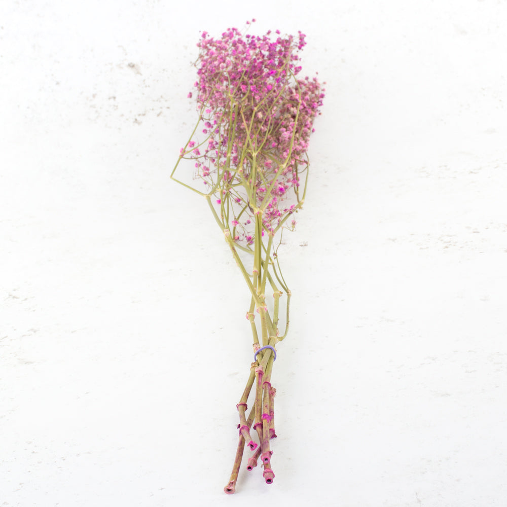 Gypsophila, Dried, Cerise, 5 Stem Bunch