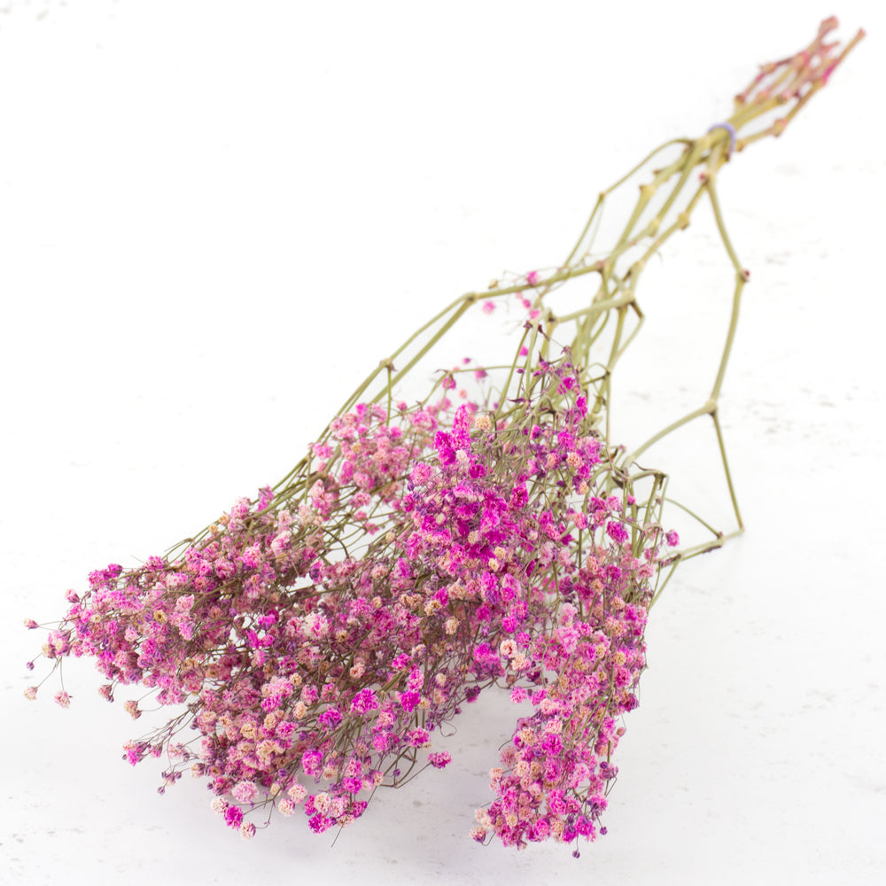 Gypsophila, Dried, Cerise, 5 Stem Bunch