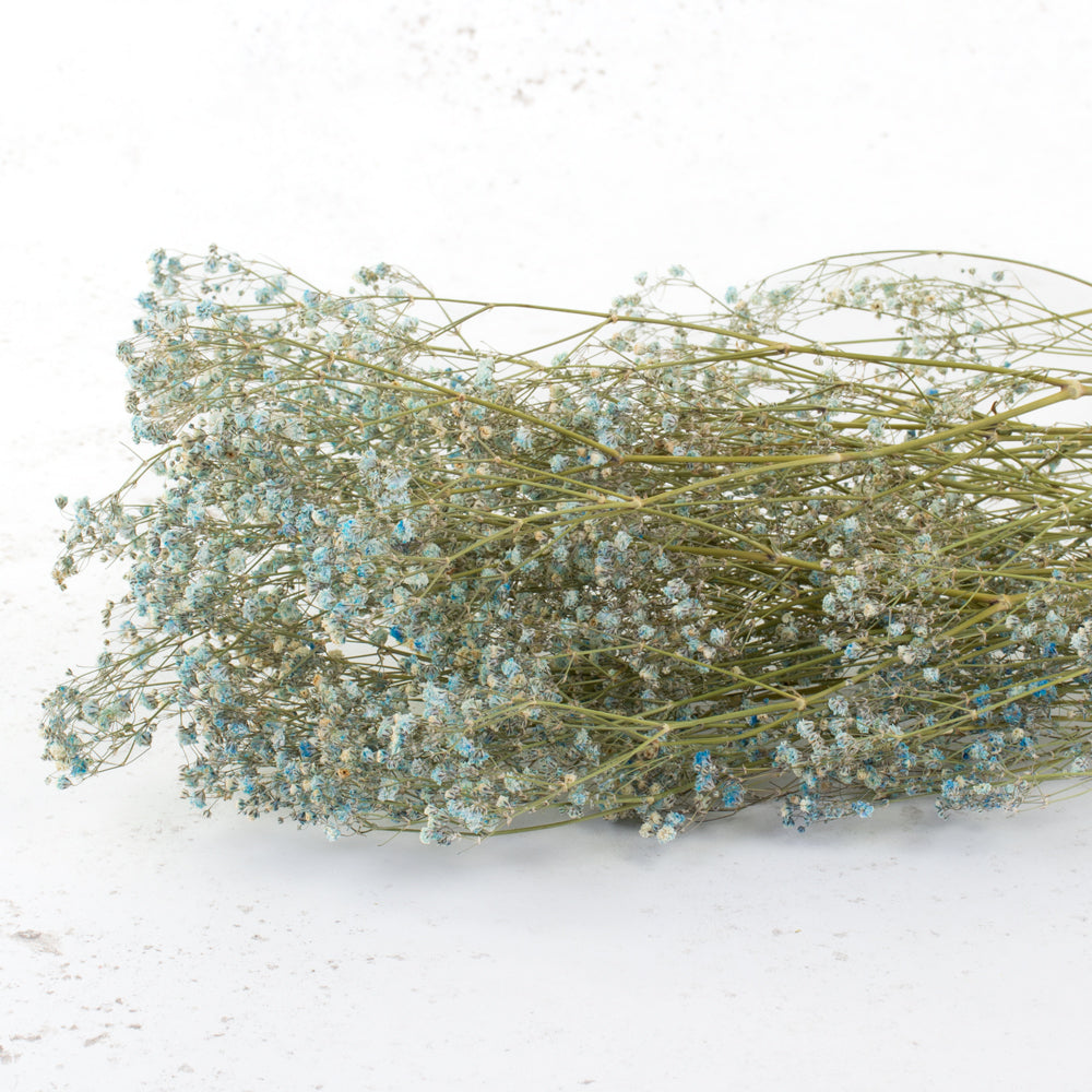 Gypsophila, Dried, Light Blue, 5 Stem Bunch