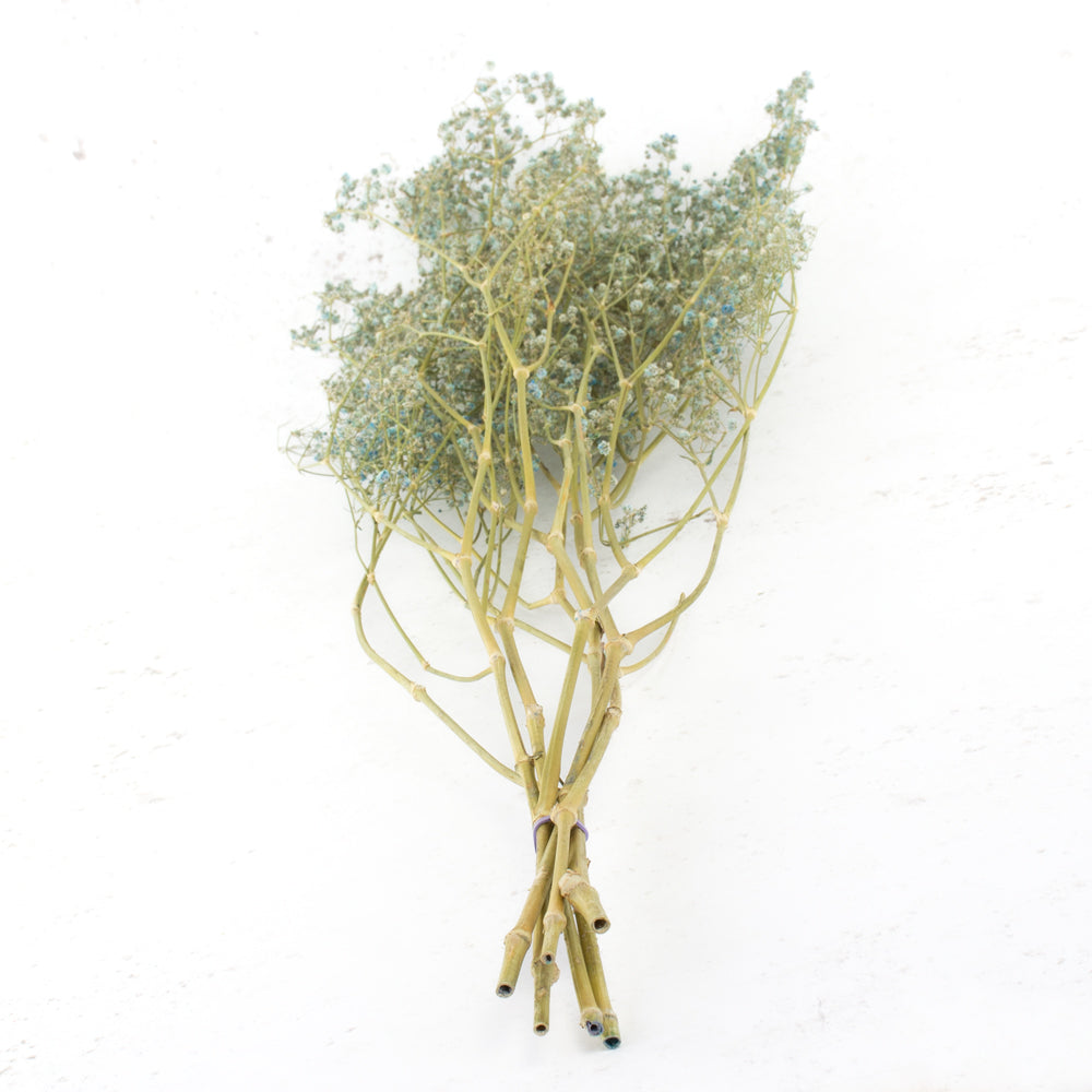Gypsophila, Dried, Light Blue, 5 Stem Bunch