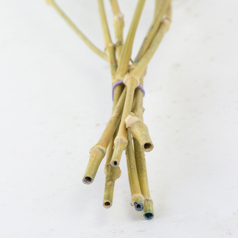 Gypsophila, Dried, Light Blue, 5 Stem Bunch