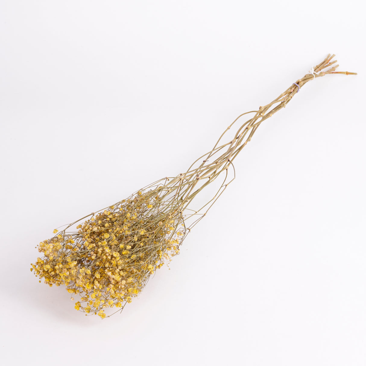 Image shows Dried Gypsophila bunch with yellow flowers. This is a 5 stem bunch