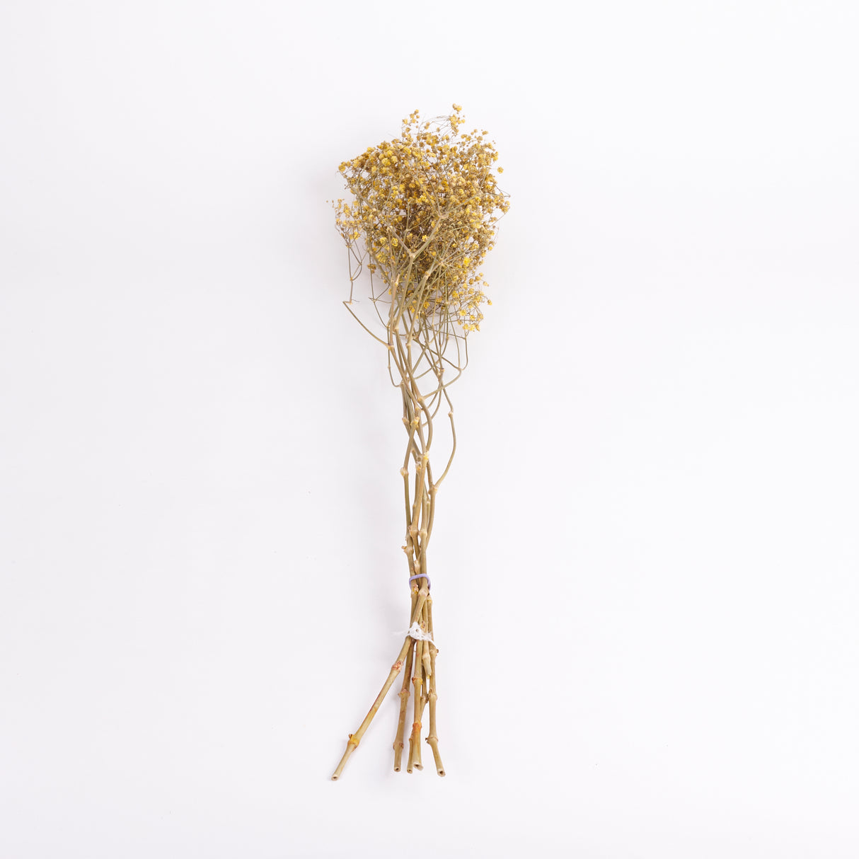 Gypsophila, Dried, Yellow, 5 Stem Bunch