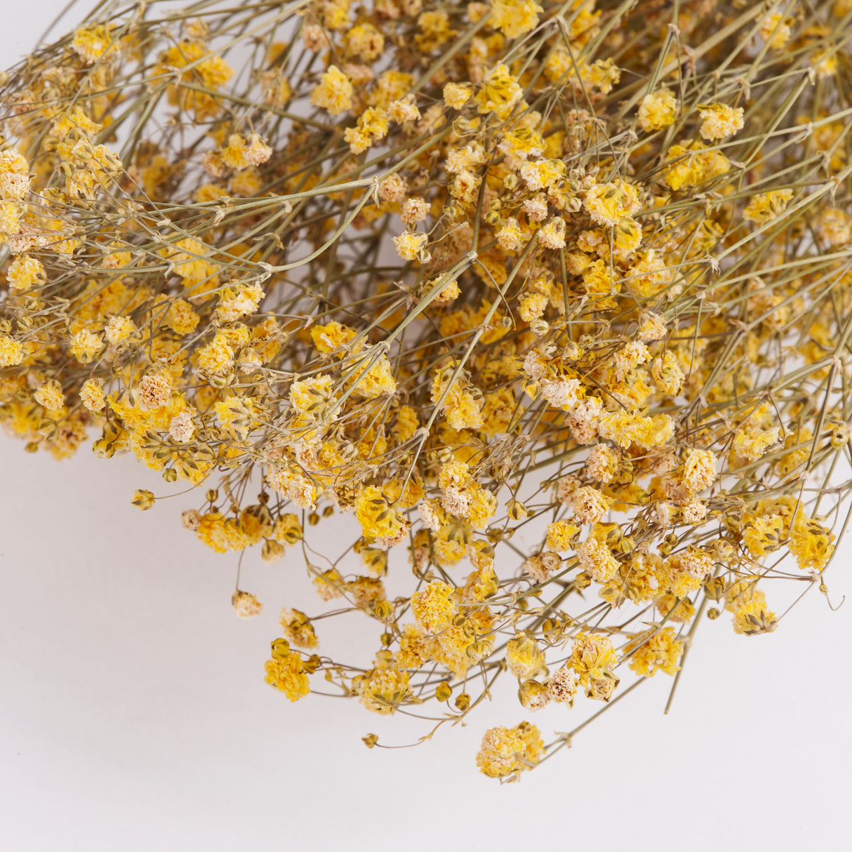 Gypsophila, Dried, Yellow, 5 Stem Bunch