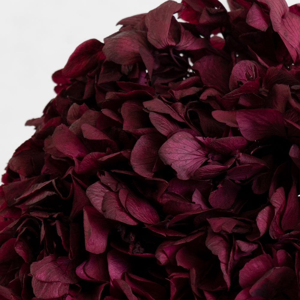 Hydrangea, Verdissimo, Preserved, Byzantium