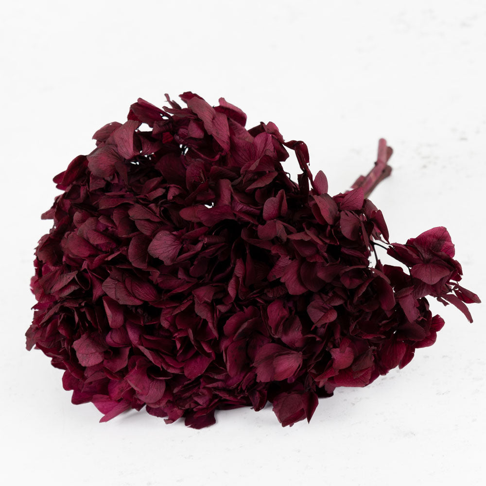 Hydrangea, Verdissimo, Preserved, Byzantium