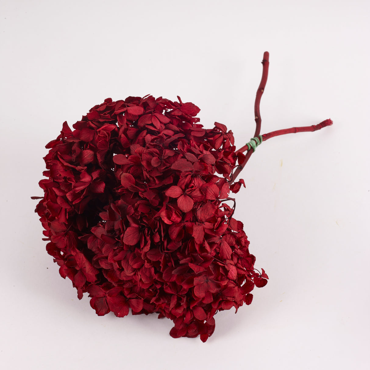 Hydrangea, (Verdissimo), Preserved, Red