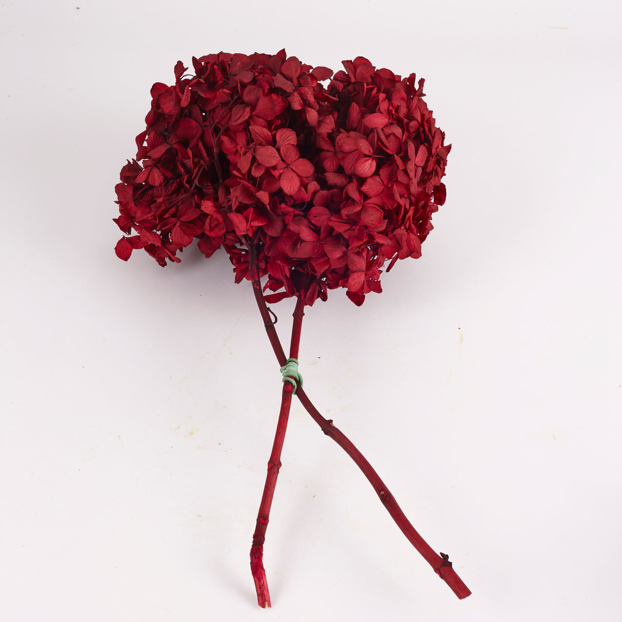 Hydrangea, (Verdissimo), Preserved, Red