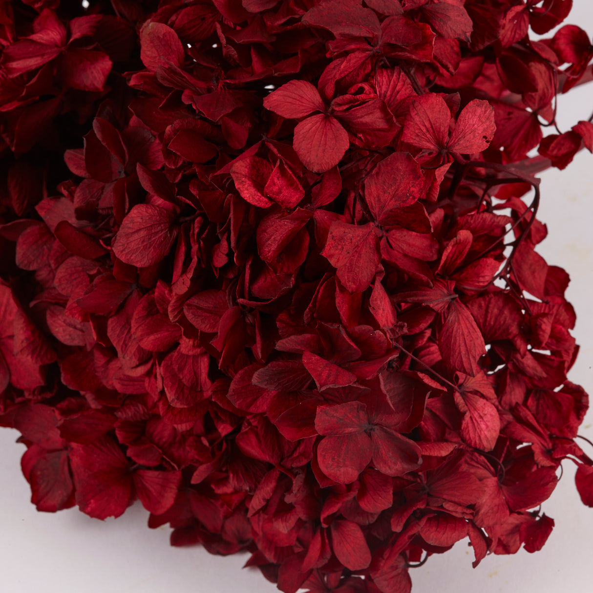 Hydrangea, (Verdissimo), Preserved, Red
