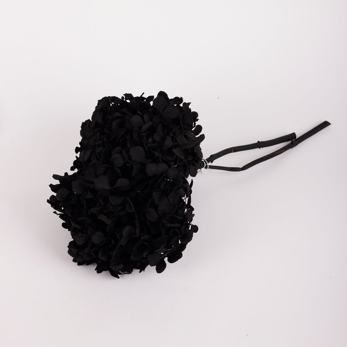 Hydrangea, (Verdissimo), Preserved, Black