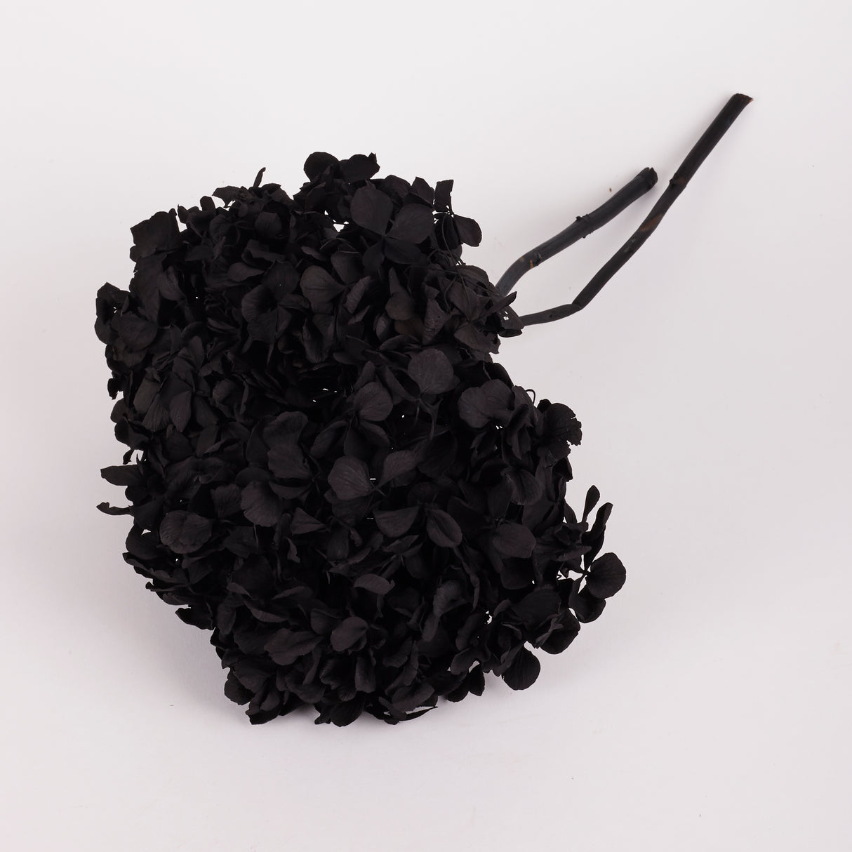 Hydrangea, (Verdissimo), Preserved, Black