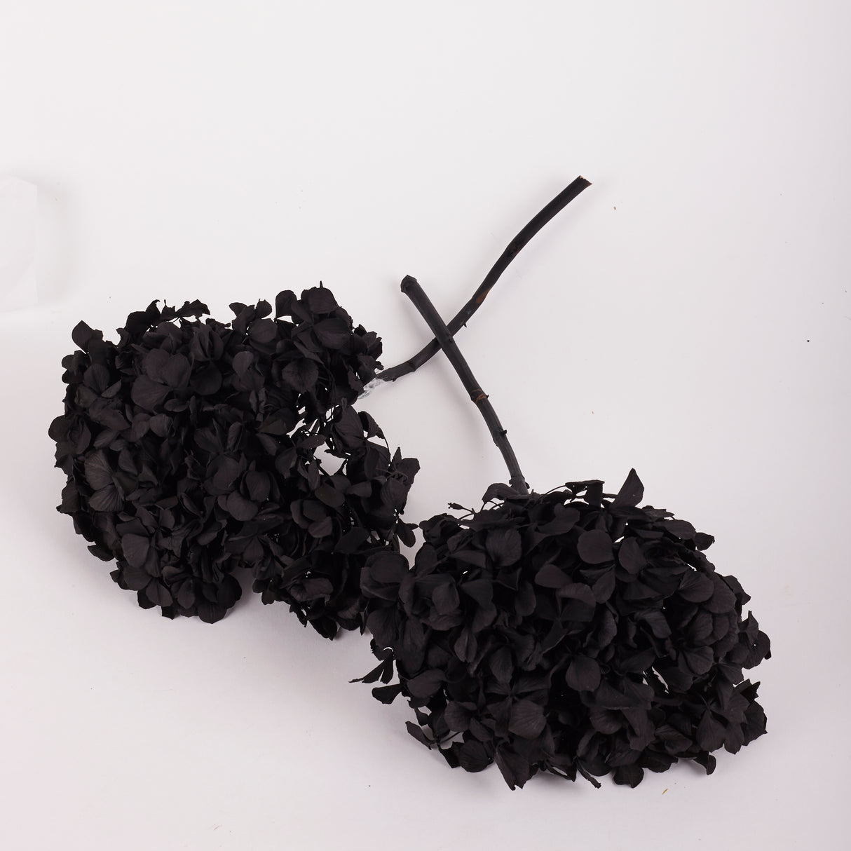 Hydrangea, (Verdissimo), Preserved, Black