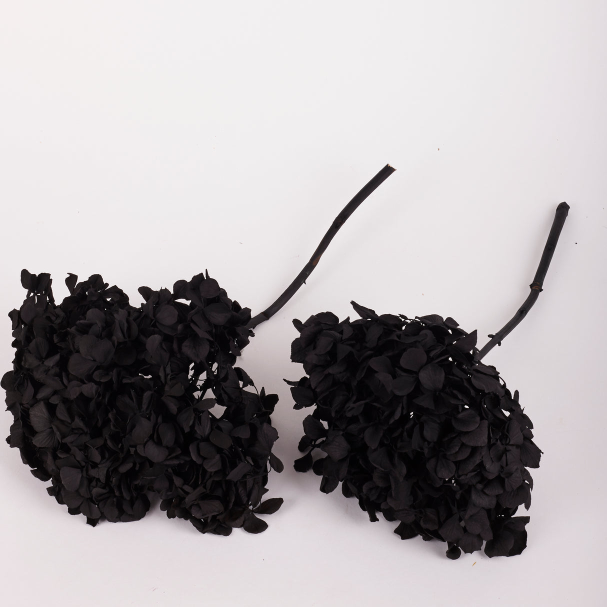 Hydrangea, (Verdissimo), Preserved, Black