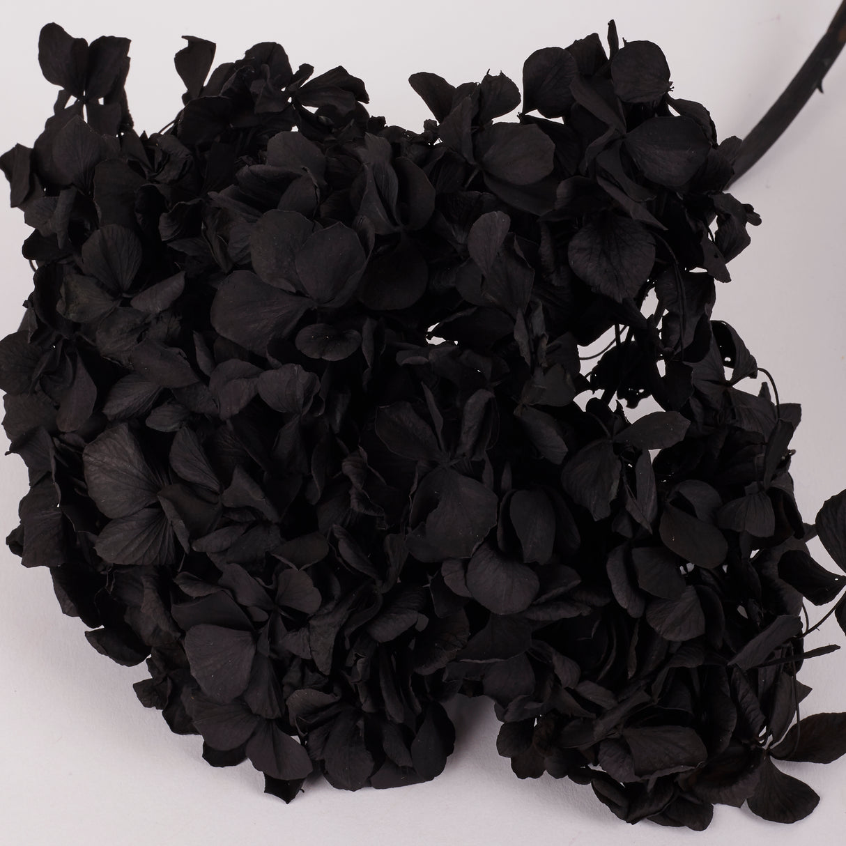 Hydrangea, (Verdissimo), Preserved, Black