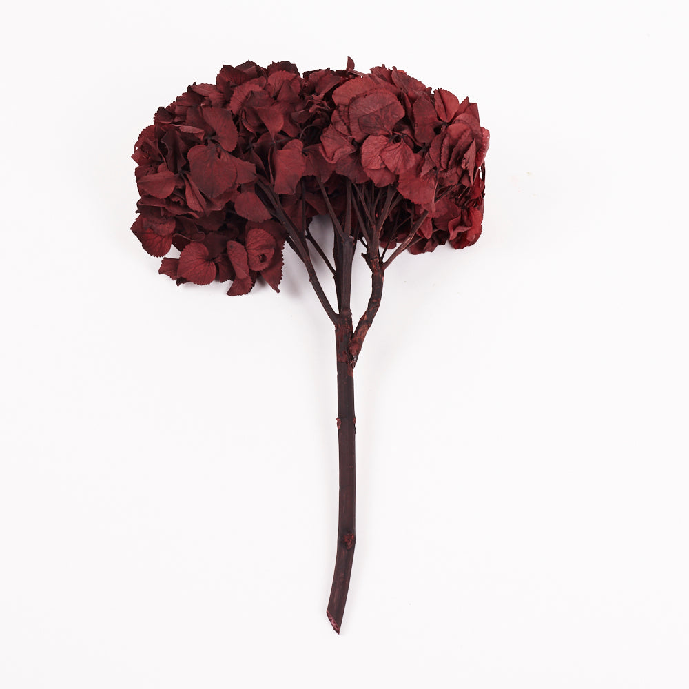Hydrangea, (Verdissimo), Preserved, Merlot