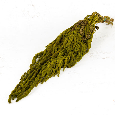 Amaranthus caudatus, Almond Green, 140g