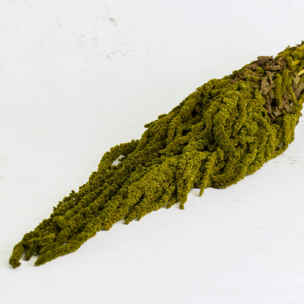 Amaranthus caudatus, Almond Green, 140g