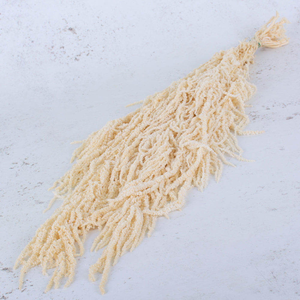 Amaranthus caudatus, Preserved, White, 140g