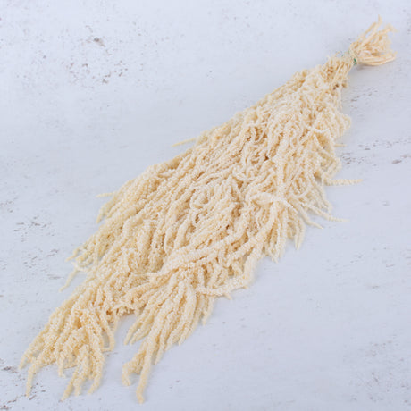 Amaranthus caudatus, Preserved, White, 140g