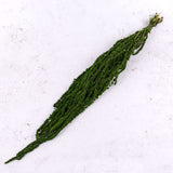 Amaranthus caudatus, Green, 140g