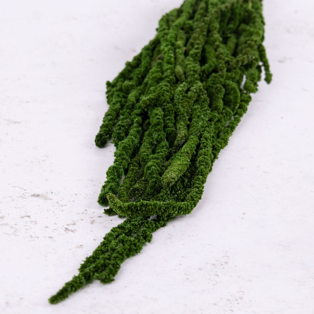 Amaranthus caudatus, Green, 140g