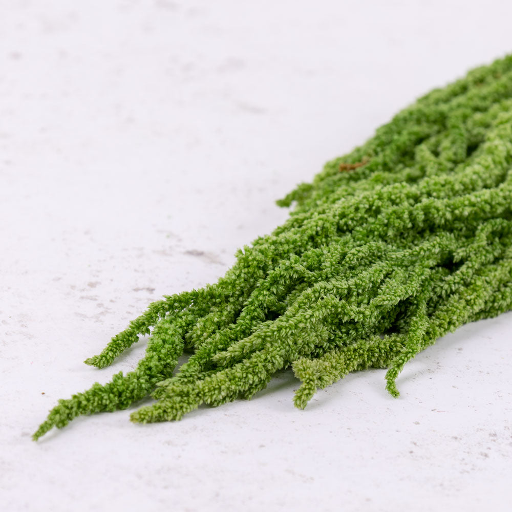 Amaranthus caudatus, Citron Green, 140g