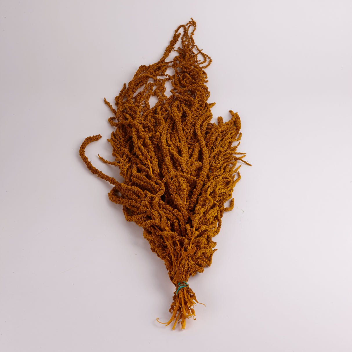 Amaranthus Caudatus (Verdissimo), Preserved, Dijon Gold, 140g