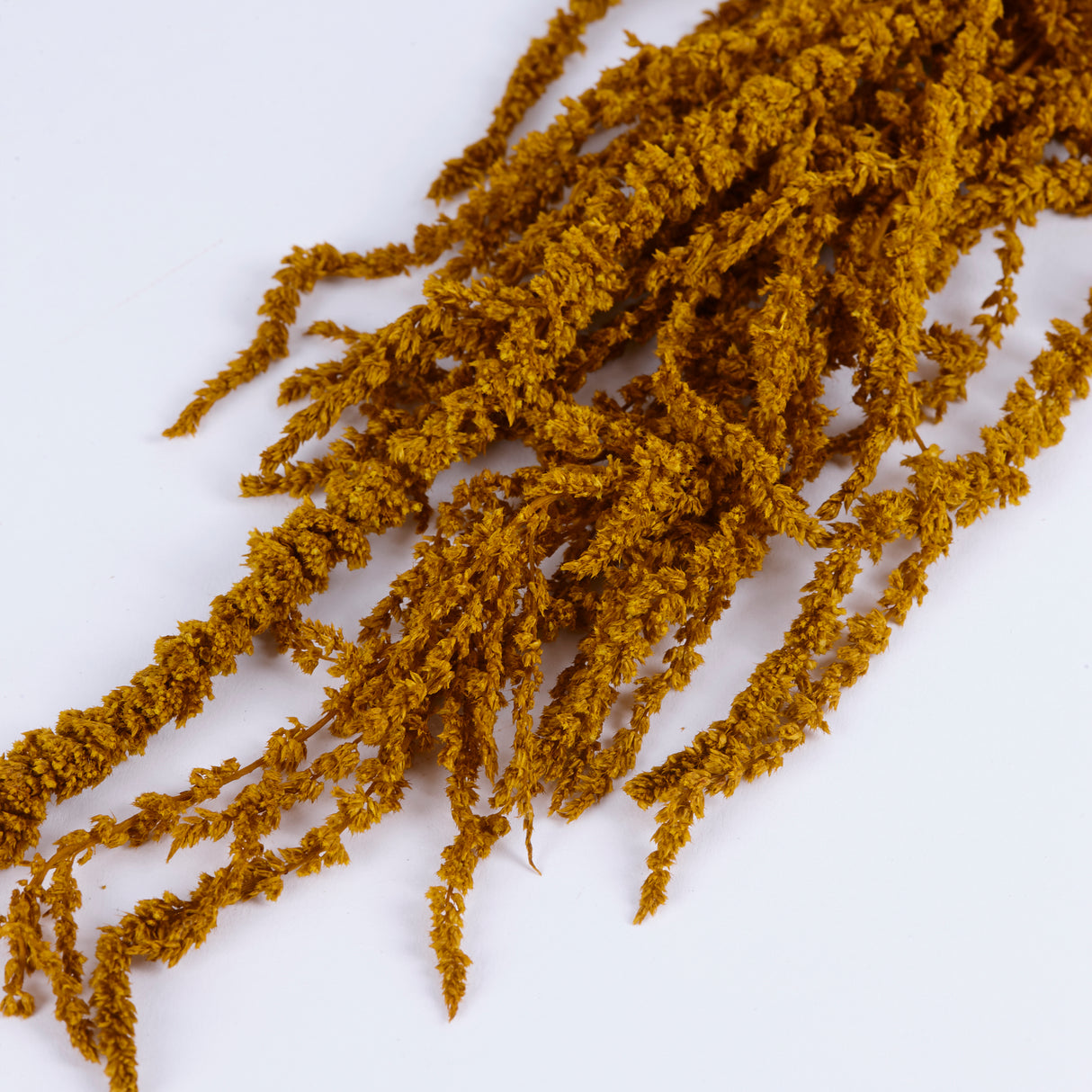Amaranthus Caudatus (Verdissimo), Preserved, Dijon Gold, 140g