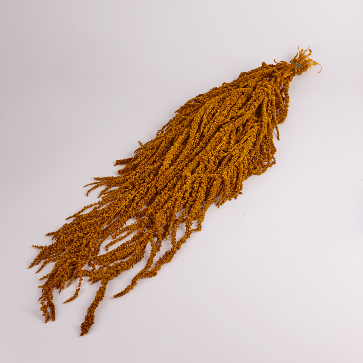Amaranthus Caudatus (Verdissimo), Preserved, Dijon Gold, 140g