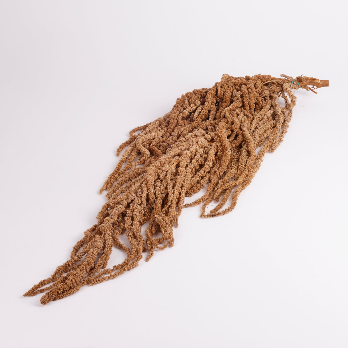 Amaranthus Caudatus (Verdissimo), Preserved, Hazelnut, 140g