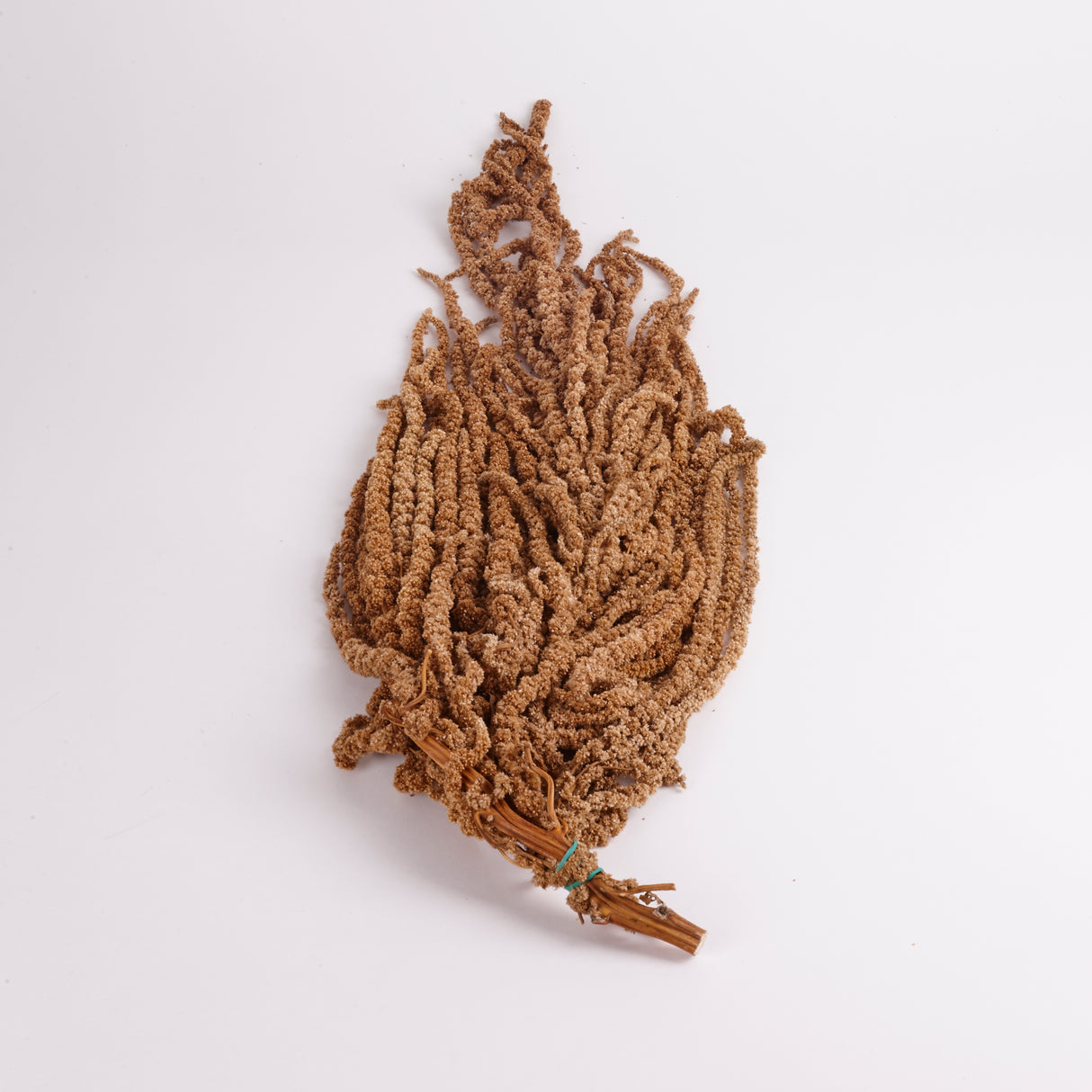 Amaranthus Caudatus (Verdissimo), Preserved, Hazelnut, 140g