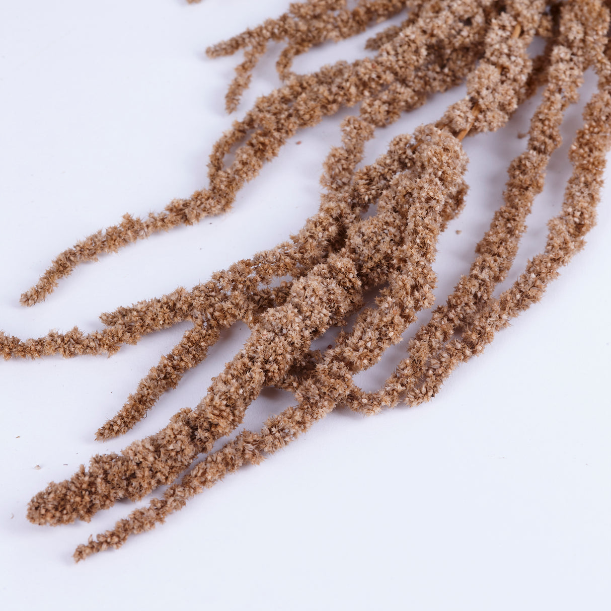 Amaranthus Caudatus (Verdissimo), Preserved, Hazelnut, 140g