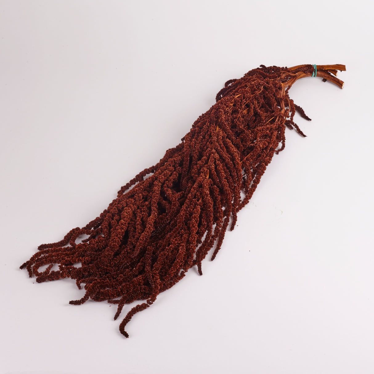 Amaranthus Caudatus (Verdissimo), Preserved, Mocha Cocoa, 140g