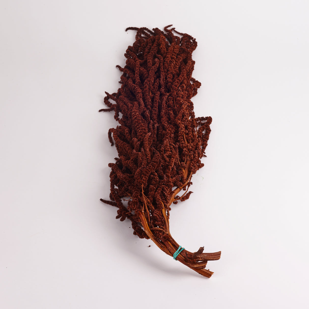 Amaranthus Caudatus (Verdissimo), Preserved, Mocha Cocoa, 140g