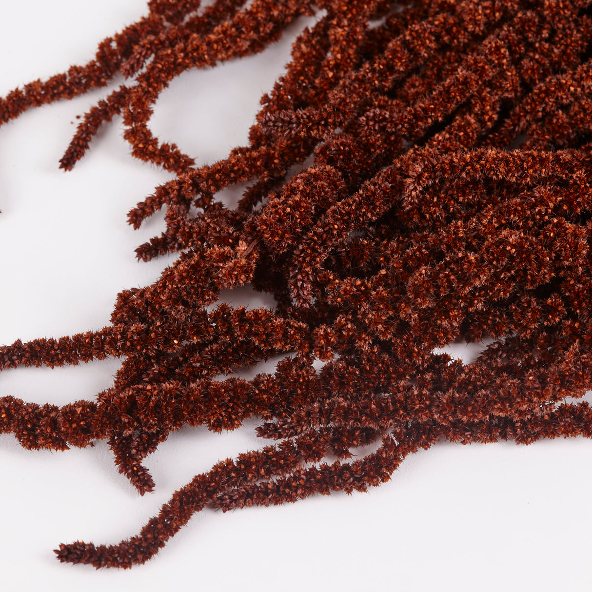 Amaranthus Caudatus (Verdissimo), Preserved, Mocha Cocoa, 140g