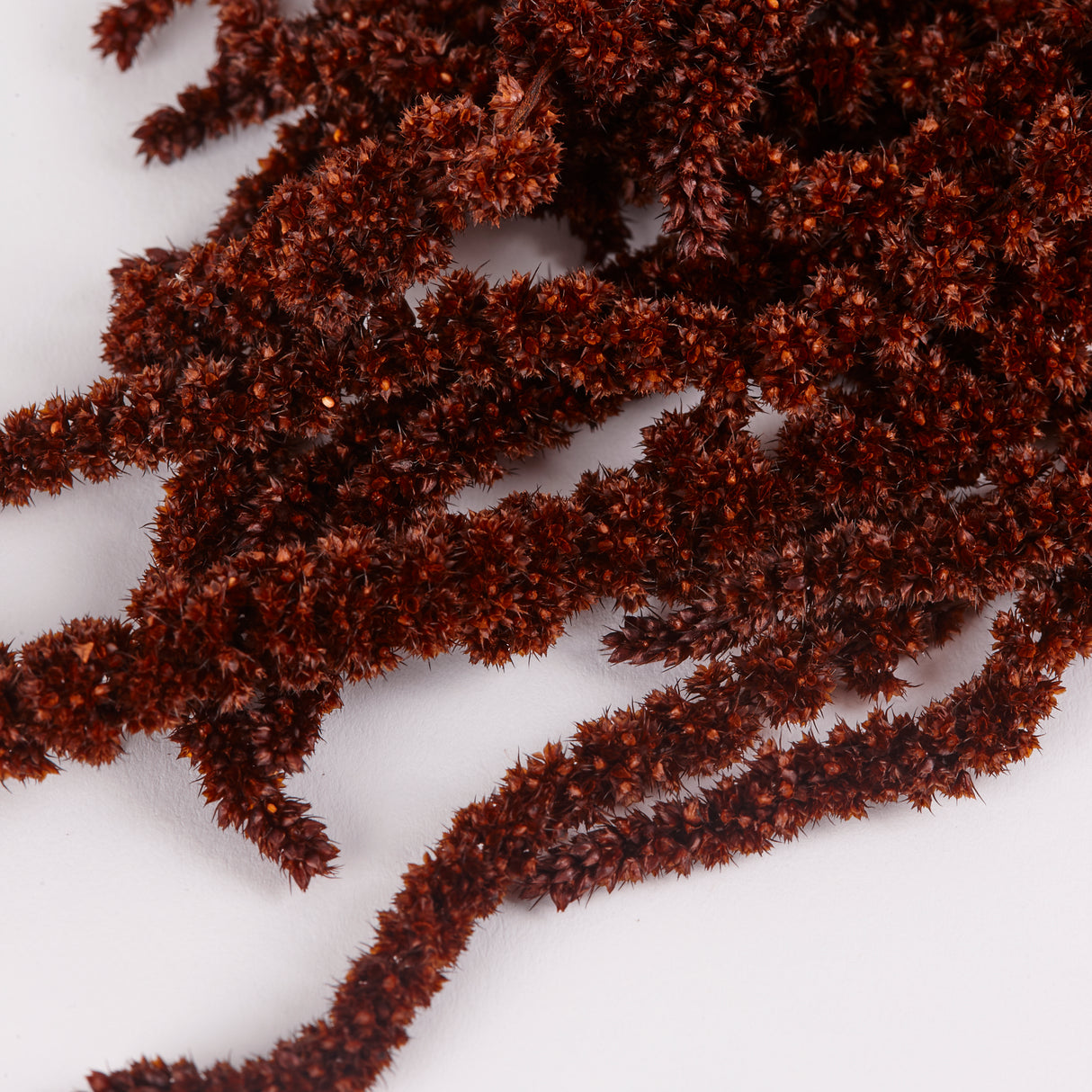 Amaranthus Caudatus (Verdissimo), Preserved, Mocha Cocoa, 140g