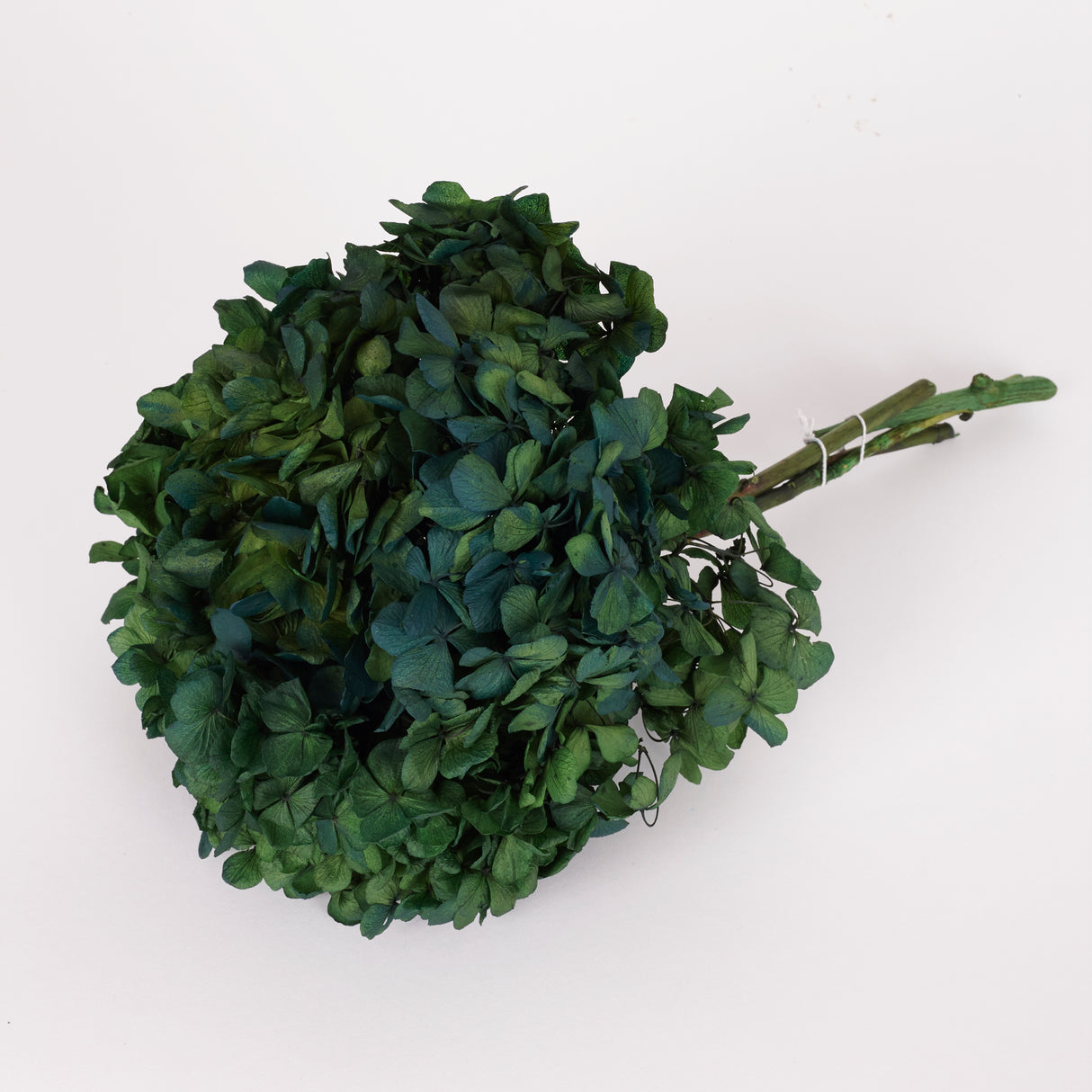 Hydrangea, (Verdissimo), Preserved, Green/Blue