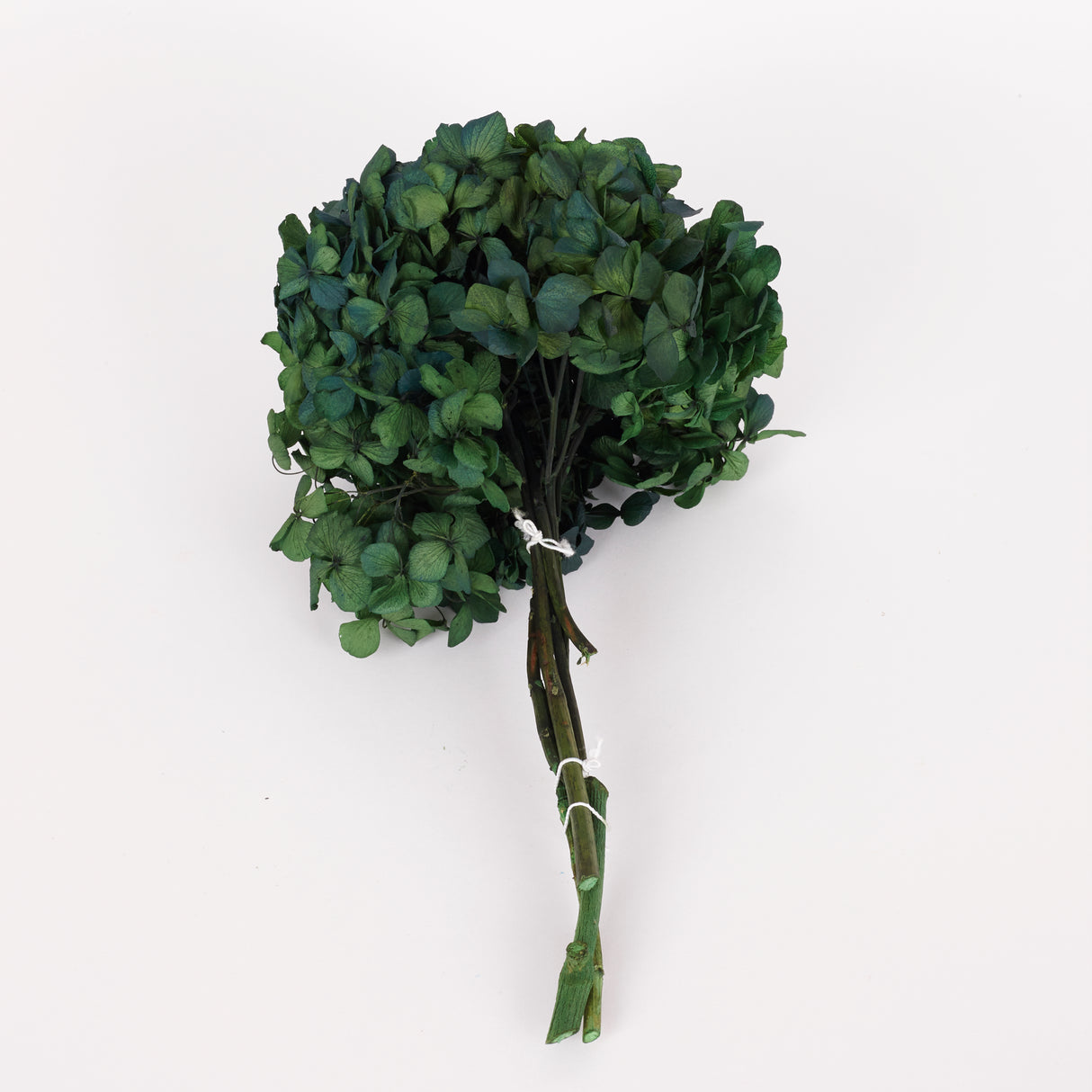 Hydrangea, (Verdissimo), Preserved, Green/Blue